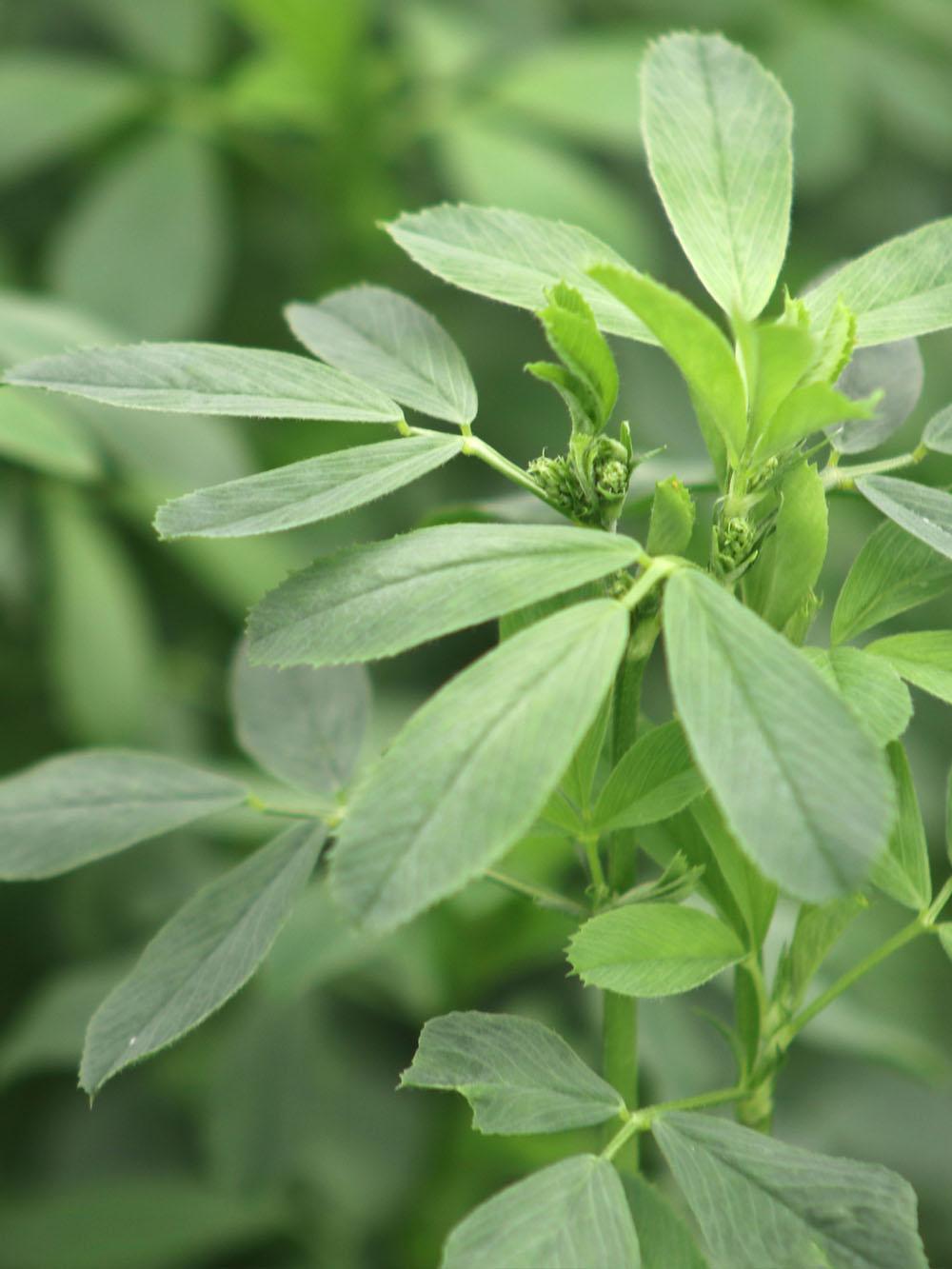 F80128 Alfalfa Mix
